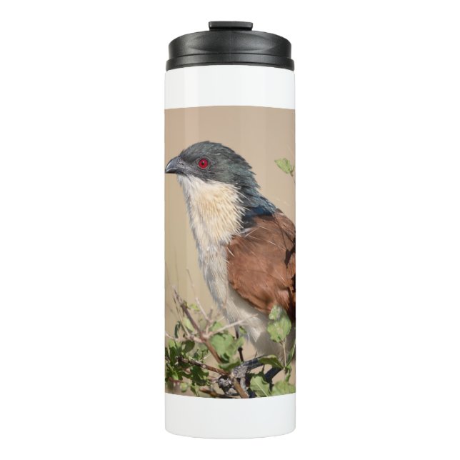 Burchell's Coucal Thermosbecher (Vorderseite)