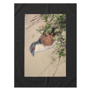 Burchell's Coucal Tischdecke