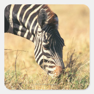 Burchells Zebra 2 Quadratischer Aufkleber