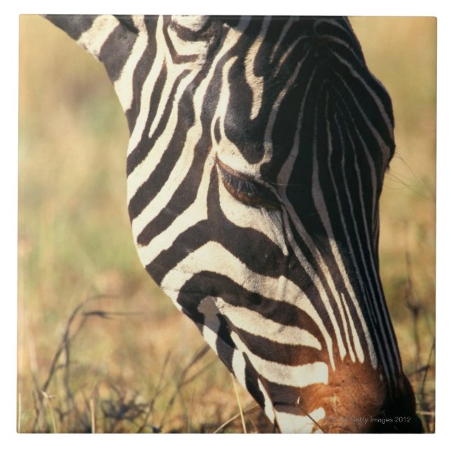 Burchells Zebra Fliese (Vorderseite)