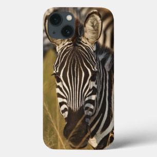 Burchells Zebra im hohen Sommergras, Masai title_seo2