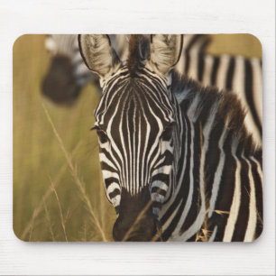 Burchell's Zebra im hohen Sommergras, Masai Mousepad