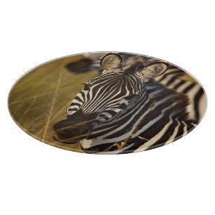 Burchells Zebra im hohen Sommergras, Masai Schneidebrett