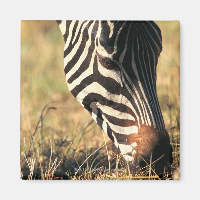 Burchells Zebra Magnet (Vorne)