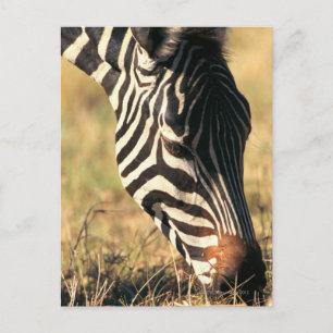 Burchells Zebra Postkarte