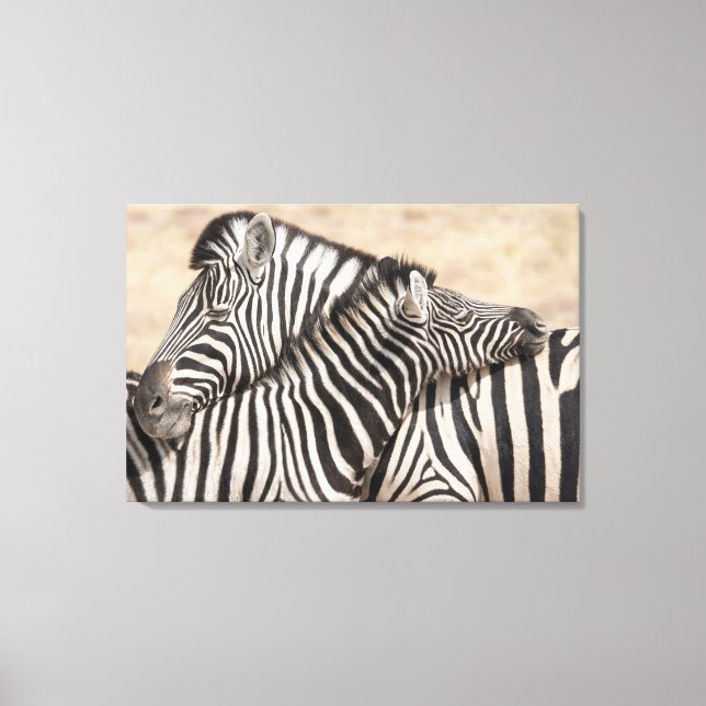 Burchell's Zebras Nick Leinwanddruck (Vorderseite)
