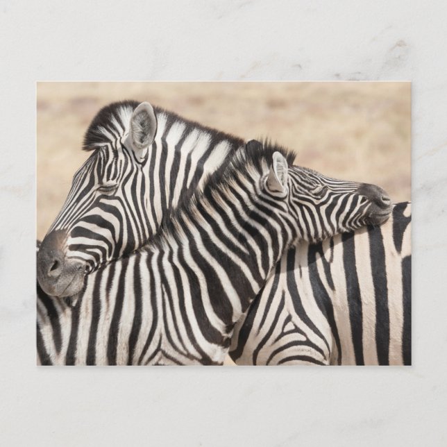 Burchell's Zebras Nick Postkarte (Vorderseite)