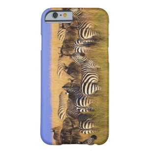 Burchells Zebras und Wildebeest im hohen Sommer Barely There iPhone 6 Hülle