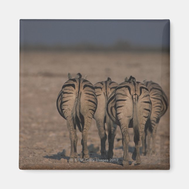 Burchell's Zebras Walking Magnet (Vorne)