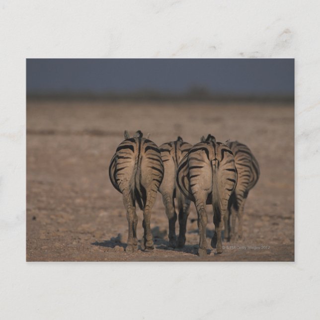 Burchell's Zebras Walking Postkarte (Vorderseite)