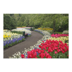 Bürgersteig durch Tulpen, Narzissen und Fotodruck