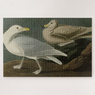 Burgomaster Gull - von Audubons Vögeln Amerikas