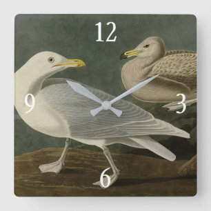 Burgomaster Gull - von Audubons Vögeln Amerikas Quadratische Wanduhr