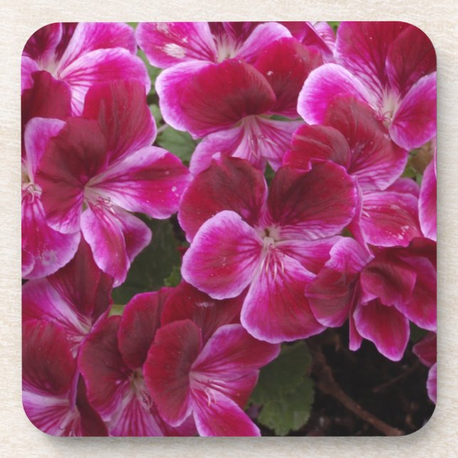 Burgund Geranium Untersetzer (Vorderseite)