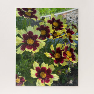 Burgund und Gelbe Coreopsis, San Mateo