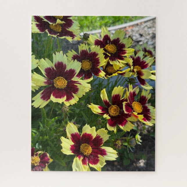 Burgund und Gelbe Coreopsis, San Mateo (Vertikal)