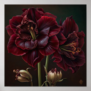 Burgunder Amaryllis-Blumen-Kunstposter Poster