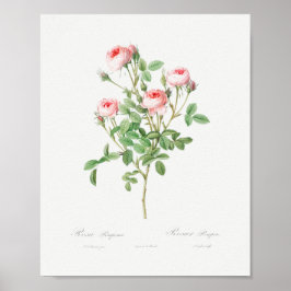 Burgundische Rose Vintag Poster
