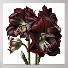 Burgundy Amaryllis Blume Art Print Poster