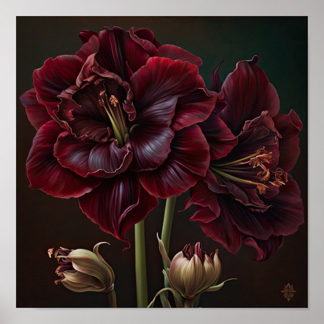 Burgundy Amaryllis Flower Art Imprimer Poster (Devant)