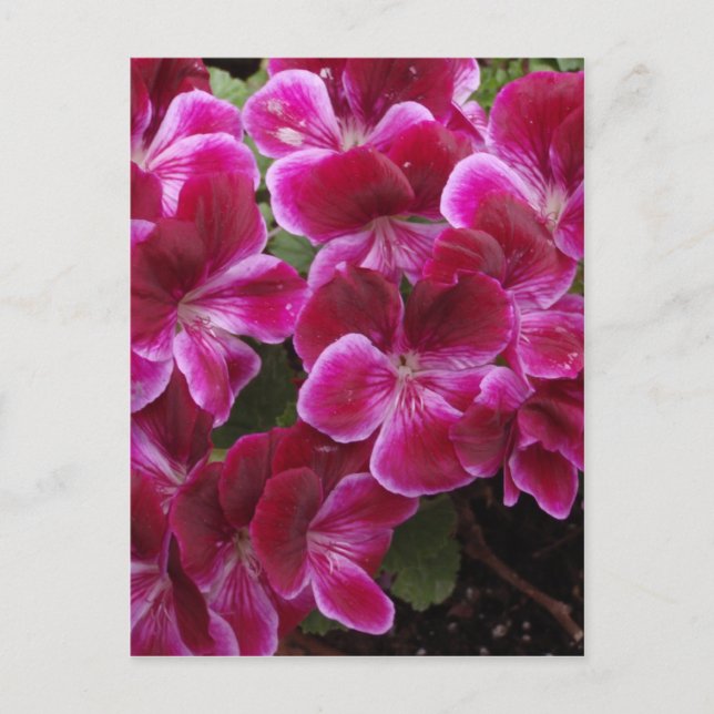 Burgundy Geranium Postkarte (Vorderseite)