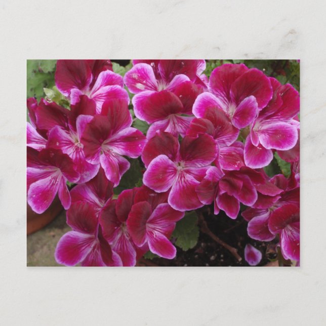 Burgundy Geranium Postkarte (Vorderseite)