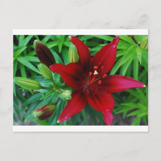 Burgundy Lily Postkarte