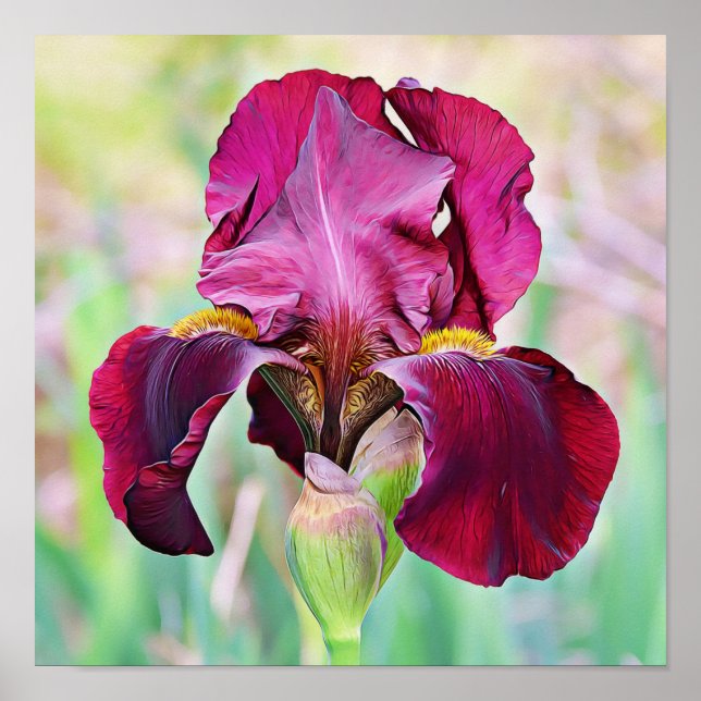 Burgundy Magenta Pink Iris Blume Poster (Vorne)