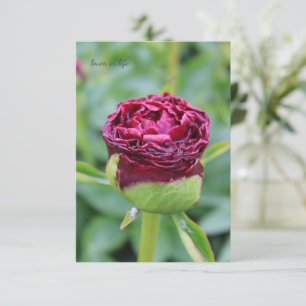 Burgundy Peony Bud Mitteilungskarte