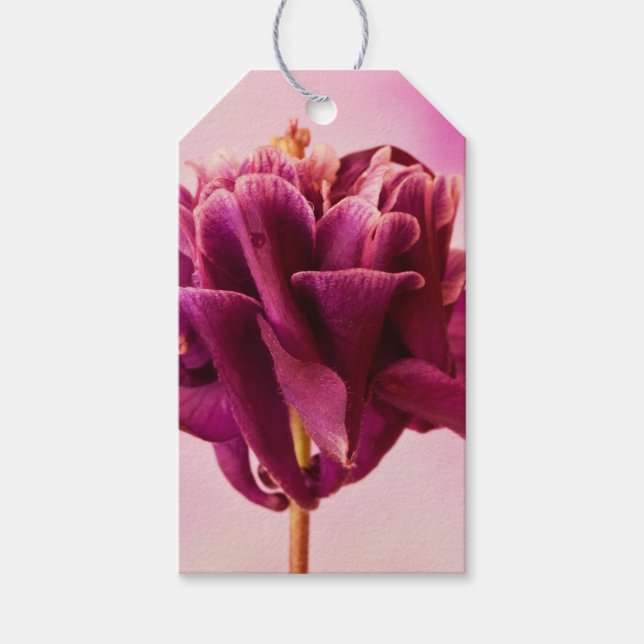 Burgundy Pink Columbine Geschenkanhänger (Vorderseite)