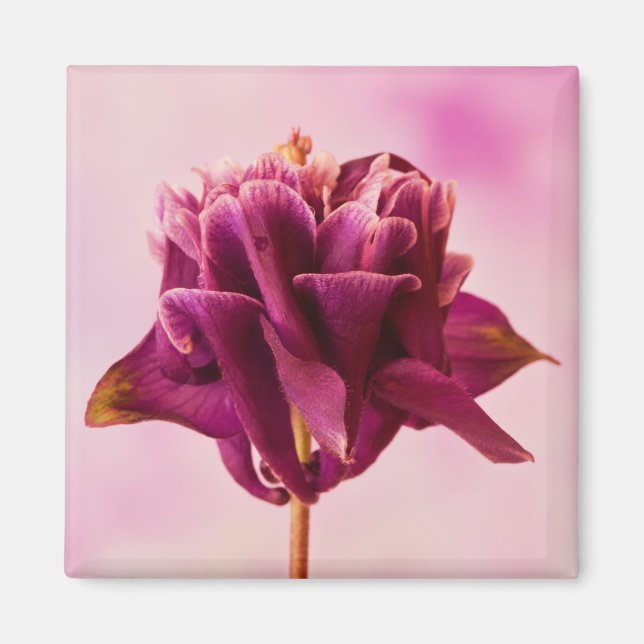 Burgundy Pink Columbine Magnet (Vorne)
