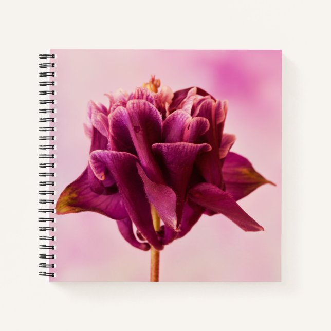 Burgundy Pink Columbine Notizbuch (Vorderseite)