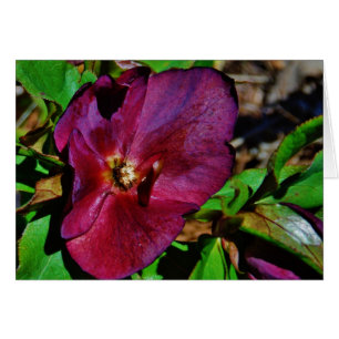 Burgundy Pink Lenten Rose