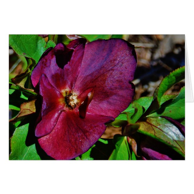Burgundy Pink Lenten Rose (Vorderseite (Horizontal))