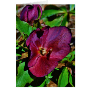 Burgundy Pink Lenten Rose