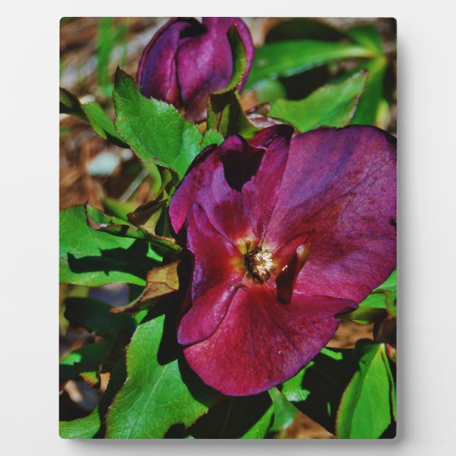 Burgundy Pink Lenten Rose Fotoplatte (Vorderseite)