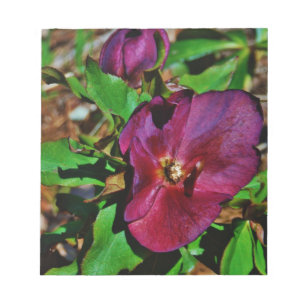 Burgundy Pink Lenten Rose Notizblock