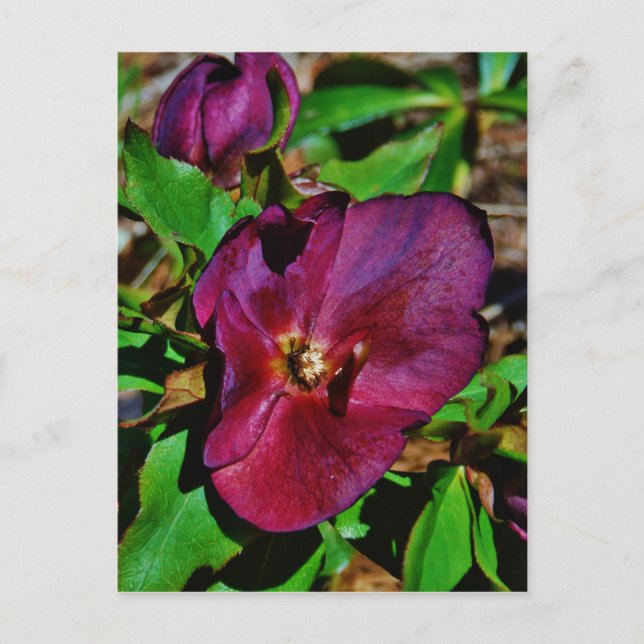 Burgundy Pink Lenten Rose Postkarte (Vorderseite)