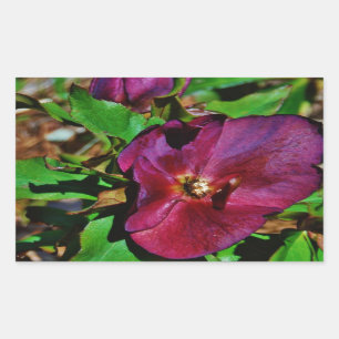 Burgundy Pink Lenten Rose Rechteckiger Aufkleber