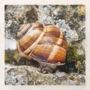 Burgundy Snail Glasuntersetzer