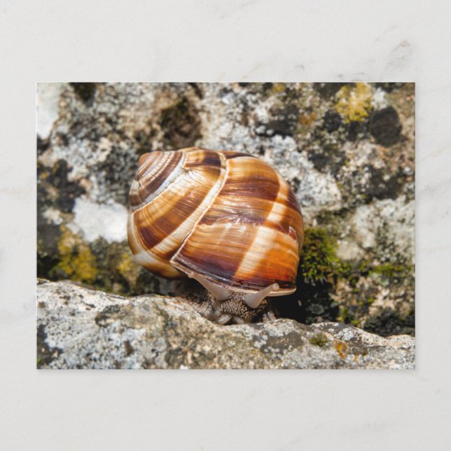 Burgundy Snail Postkarte (Vorderseite)