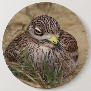 Burhinus oedicnemus button