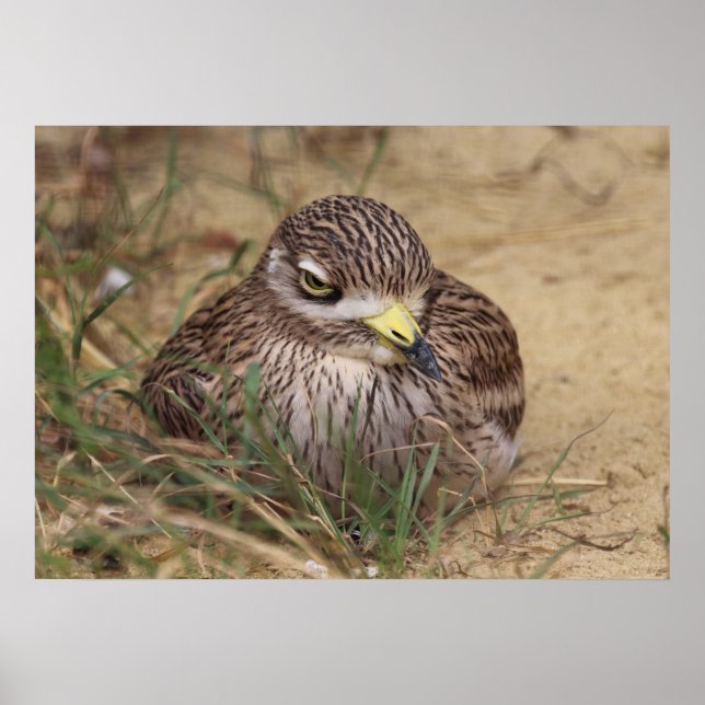 Burhinus oedicnemus poster (Vorne)