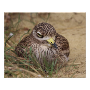 Burhinus oedicnemus poster