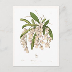 Burlingtonia venusta postkarte