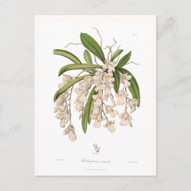 Burlingtonia venusta postkarte (Vorderseite)