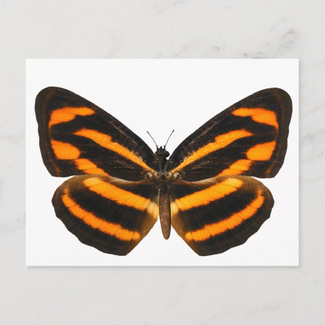 Burmese Lascar Butterfly Postkarte (Vorderseite)