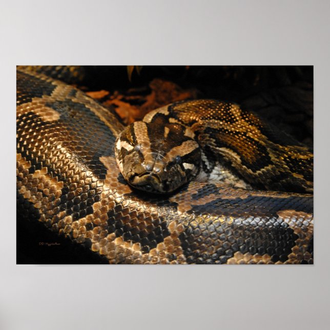 Burmese Python Poster (Vorne)