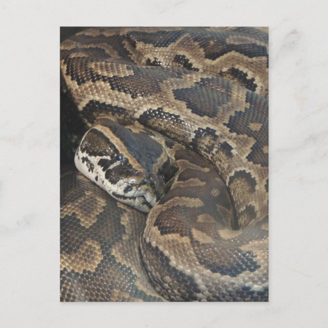 Burmese Python Postkarte (Vorderseite)