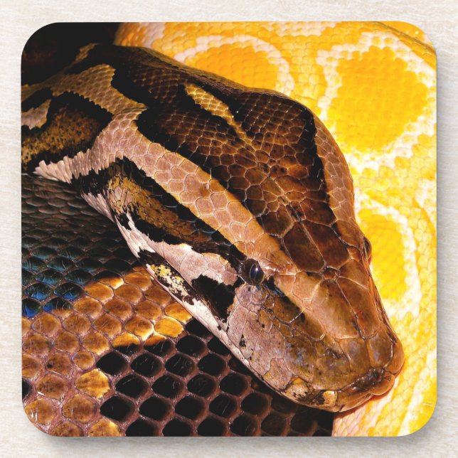 Burmese Python Snake Getränkeuntersetzer (Vorderseite)